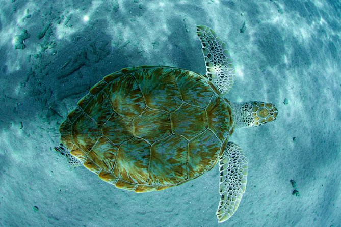 Guided Snorkel Tour at the Best Reef from shore on Curacao - Blue Bay Beach - Key Points to Know Before You Go