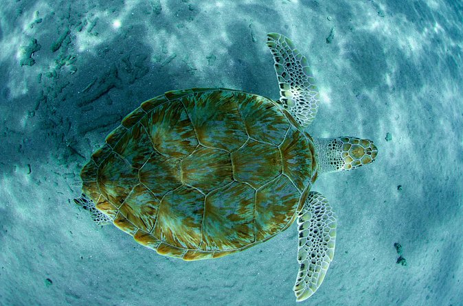 Guided Snorkel Tour at the Best Reef from shore on Curacao - Blue Bay Beach - Is $55 a Fair Price?