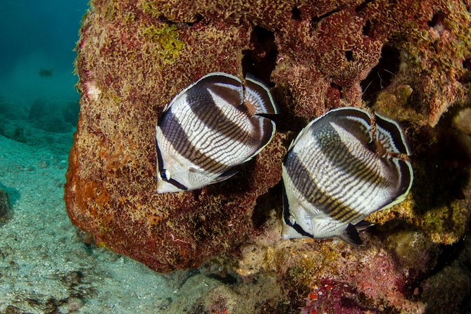 Guided Snorkel Tour at the Best Reef from shore on Curacao - Blue Bay Beach - Practical Booking Advice for Blue Bay