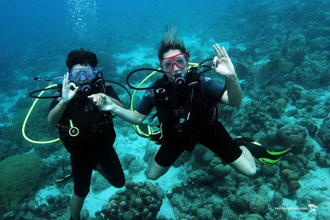 Half Day Diving adventure with Transportation Included - Who should book this experience