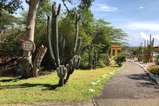 Half Day Hato Cave, Flamingo & Beach Tour - Why this half-day route works