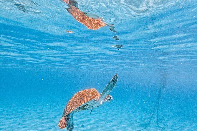 Hato Caves, Turtles & Beach - Who should book this Curaçao tour