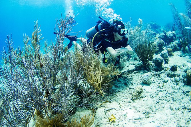 Introduction Shore Dive with Scubaçao (1 dive) - At a glance: what makes this Curaçao scuba outing useful