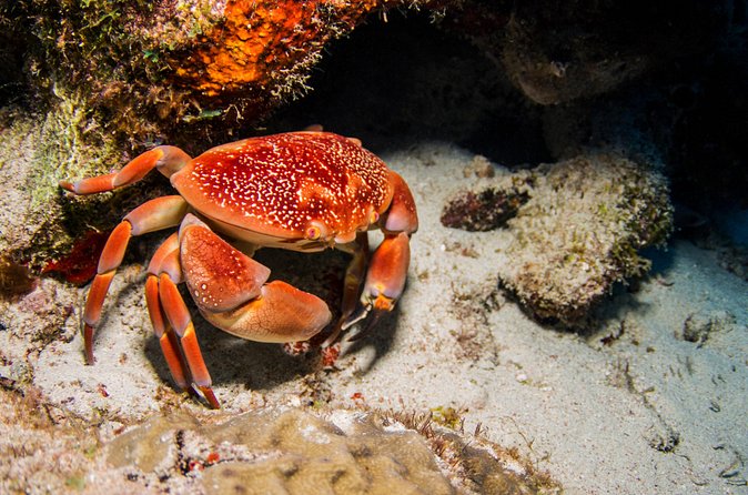 Introduction Shore Dive with Scubaçao (1 dive) - Why the instructor matters more than the reef