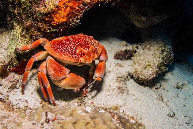 Introduction Shore Dive with Scubaçao (1 dive) - Medical checks and practical limits