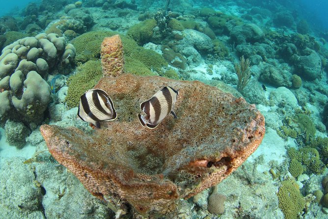 Introduction Shore Dive with Scubaçao (2 dives) - The practical value of the $170 price
