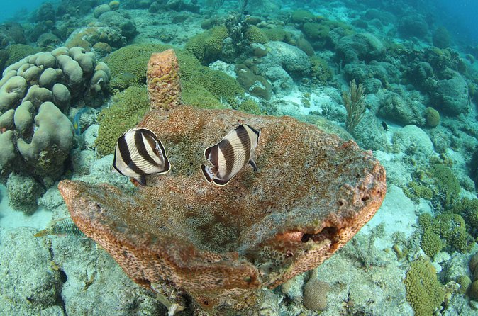 Introduction Shore Dive with Scubaçao (2 dives) - Should you book the Scubaçao shore experience?