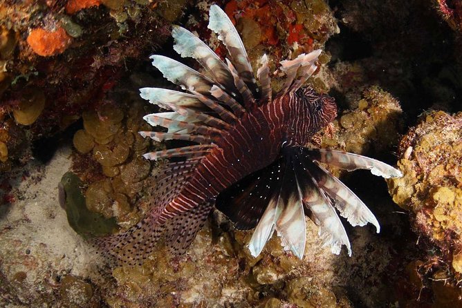 Introduction Shore Dive with Scubaçao (2 dives) - Why the private format matters