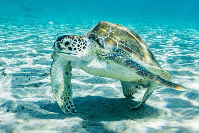 Island Treasures: Caves, Turtles and Turquoise Beach Break - The flamingo photo stop at Landhuis Jan Kok