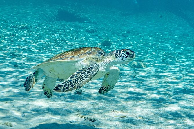 Island Treasures: Caves, Turtles and Turquoise Beach Break - Who should book this tour
