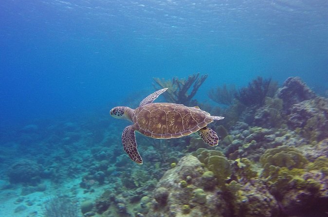 Open Water Diver Course at Blue Bay Dive in Curacao - Four open-water sessions at The Garden and The Wall