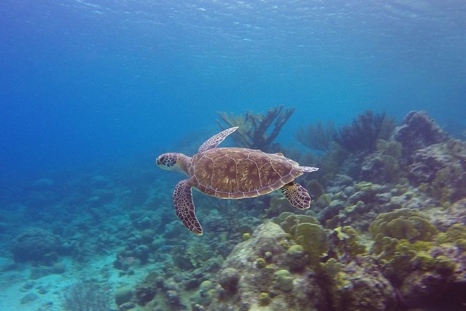 Open Water Diver Course at Blue Bay Dive in Curacao - What the instruction feels like