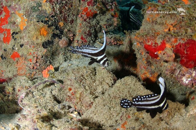PADI Discover Scuba Dive - Who Will Get the Most From This Experience?