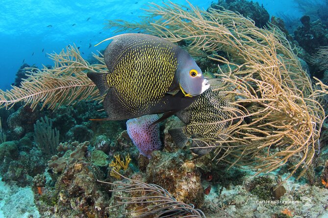 PADI Discover Scuba Dive - Practical Details Before You Book