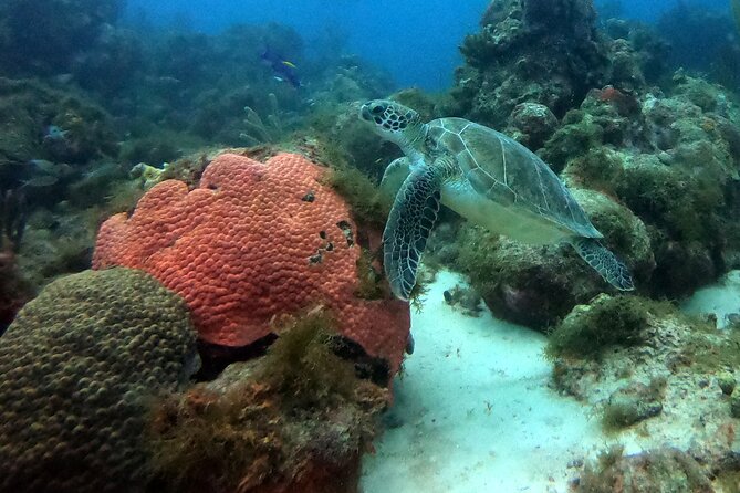 PADI Discover Scuba Dive - How to Prepare for a Better First Session