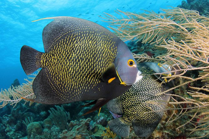 PADI Discover Scuba Dive at 5 Star Dive Center Blue Bay Dive, Curacao - Practicing in the calm bay