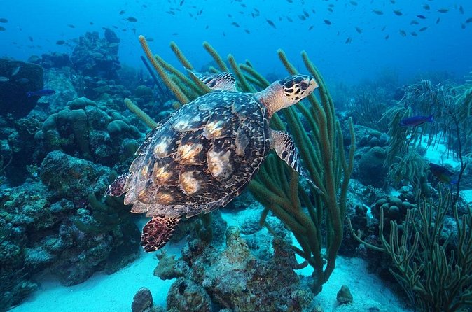 PADI Discover Scuba Dive at Coral Divers Curacao - Your first underwater lesson at Rif St Marie