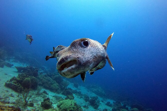 PADI Discover Scuba Dive - The First Breath Underwater