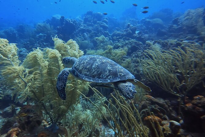 PADI Open Water Course in 3 days - Why three days is a sensible pace for beginners