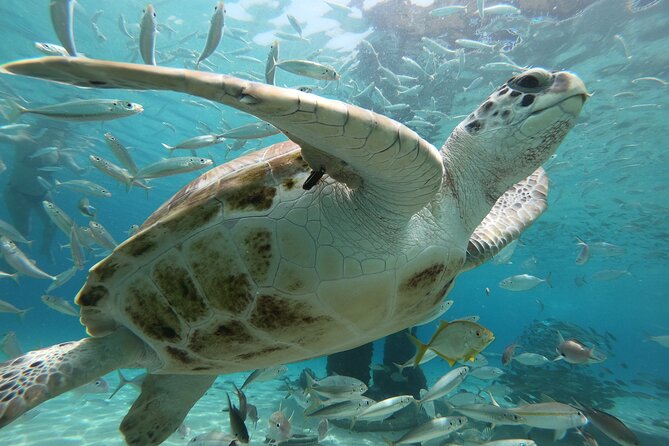 PADI Open Water Course in Curacao - What makes the instructors important