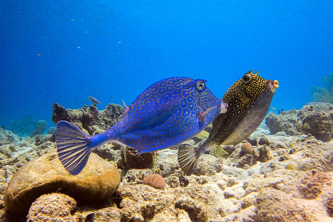 Personalized 2 Tank Guided Experience in Curaçao - The first shore entry and underwater briefing