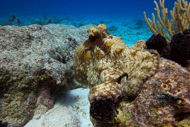 Personalized 2 Tank Guided Experience in Curaçao - Who will enjoy this most