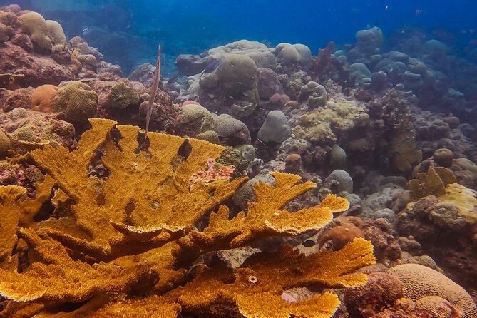 Personalized Discover Scuba Dive Experience in Curaçao - Meeting Sytse, Ylva, Peter, or Paul