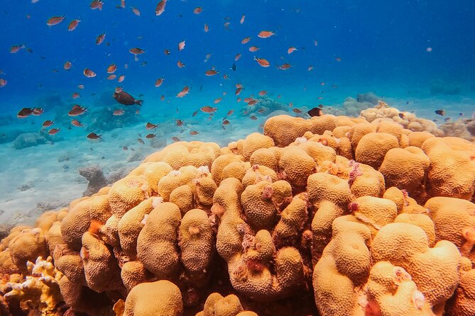 Personalized Discover Scuba Dive Experience in Curaçao - Is $125 a Fair Price?