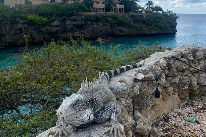 Private Westcoast Beachhop Tour. Turtle beach, grote knip & More - Playa Lagun, cocktails, and iguanas
