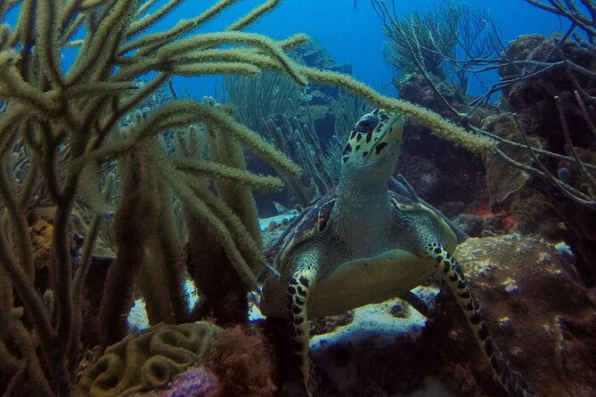 Refresher Dive - A calm way back to scuba in Curaçao