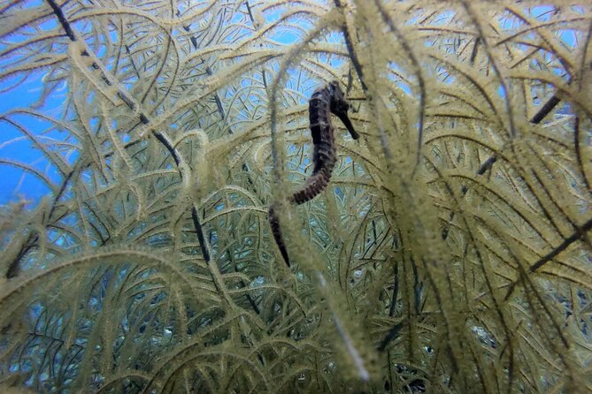 Refresher Dive - Moving from shore practice to the House Reef