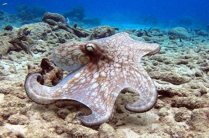 Refresher Dive - Why the small group changes the experience