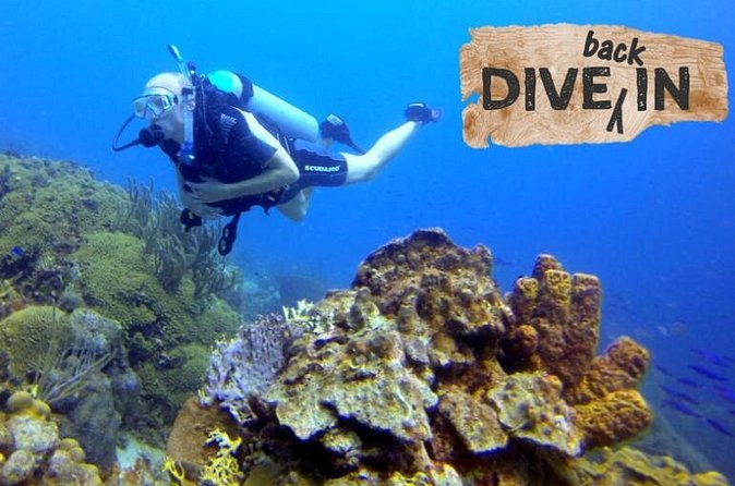 Refresher Dive - What $119 buys you