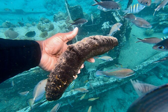 Snorkel boat trip: Sunken ship, old dutch fort & spanish bay - What the $90 price really covers