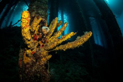 Snorkel Shore Trip with Scubaçao “East Point”