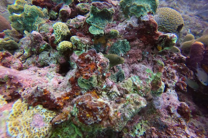 Snorkel Tour in Curacao - Equipment, water, and what to bring