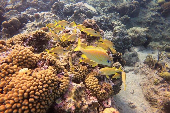 Snorkel Tour in Curacao - The important limitation: no boat and no guaranteed reef spectacle