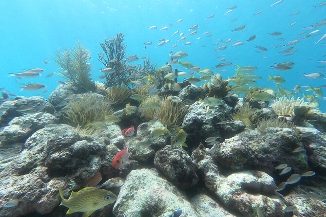 Snorkel Tour in Curacao - Communication and cancellation details