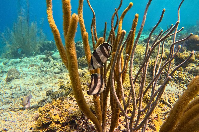 Snorkel Trip on a Catamaran Yacht All Inclusive Experience - Practical details that can save you trouble