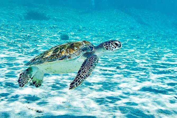 Snorkel with Turtles & Kenepa Grandi Beach: Nr.1 Island Day Trip - Key points to know before booking
