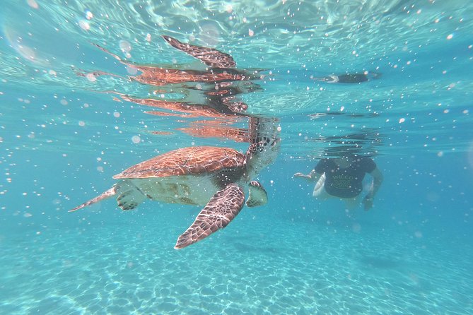 Snorkel with Turtles & Kenepa Grandi Beach: Nr.1 Island Day Trip - Playa Grandi: the turtle encounter