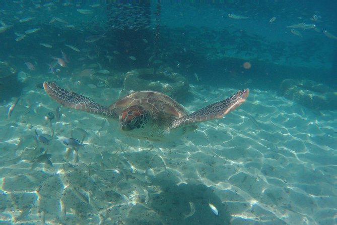Snorkel with Turtles & Kenepa Grandi Beach: Nr.1 Island Day Trip - Landhuis Jan Kok and the flamingos