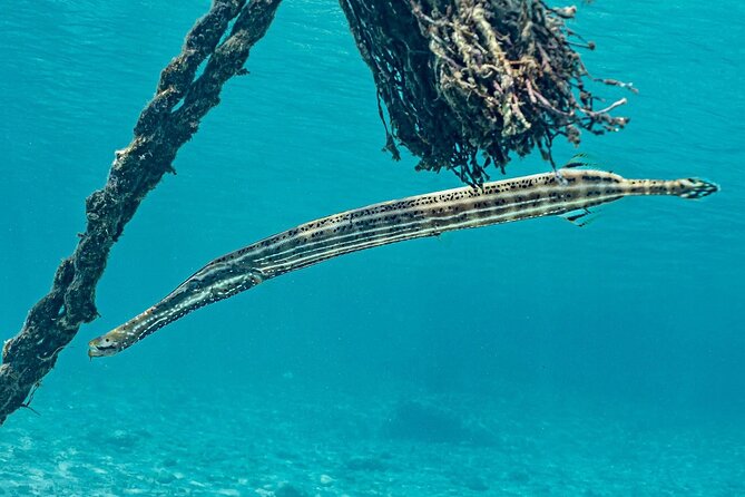 Snorkel with Turtles & Kenepa Grandi Beach: Nr.1 Island Day Trip - The road journey and the guides