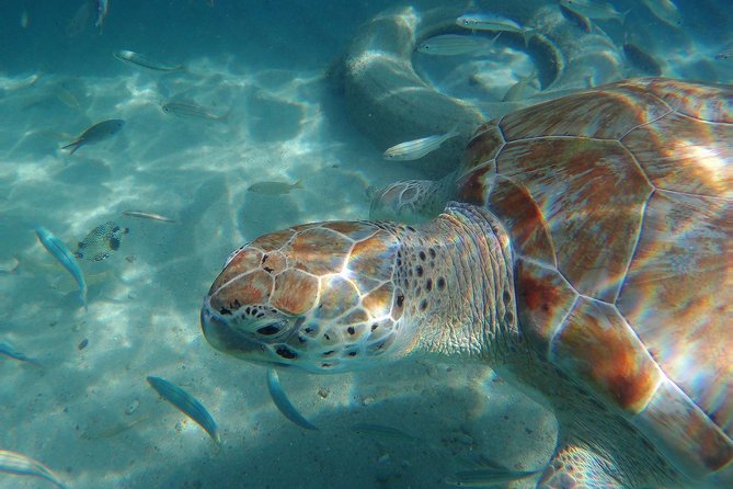 Snorkel with Turtles & Kenepa Grandi Beach: Nr.1 Island Day Trip - Is this a good shore excursion?