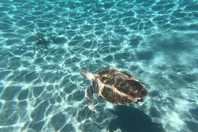 Snorkel with Turtles & Kenepa Grandi Beach: Nr.1 Island Day Trip - What to pack for the 4 to 5 hours