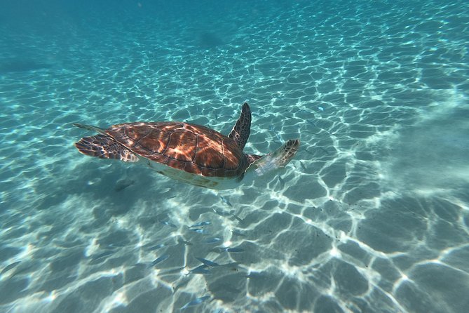Snorkel with Turtles & Kenepa Grandi Beach: Nr.1 Island Day Trip - Who will enjoy this tour most?