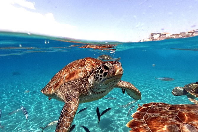 Swim and Snorkel with Sea Turtles - Quick takeaways for your Curaçao day
