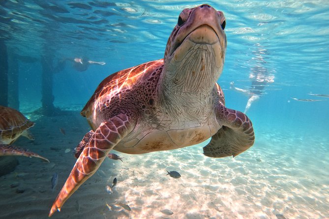 Swim and Snorkel with Sea Turtles - What the four-hour outing is really like