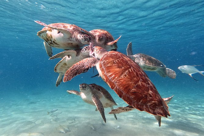 Swim and Snorkel with Sea Turtles - Beach time adds a slower second act