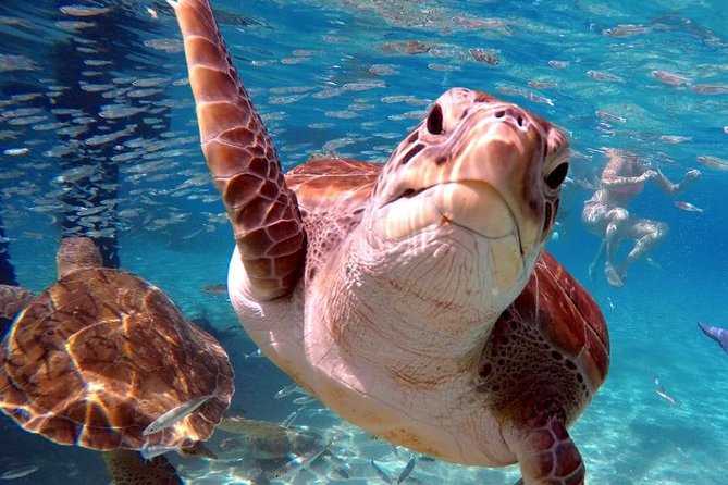 Swim and Snorkel with Sea Turtles - Flamingos and extra island sights